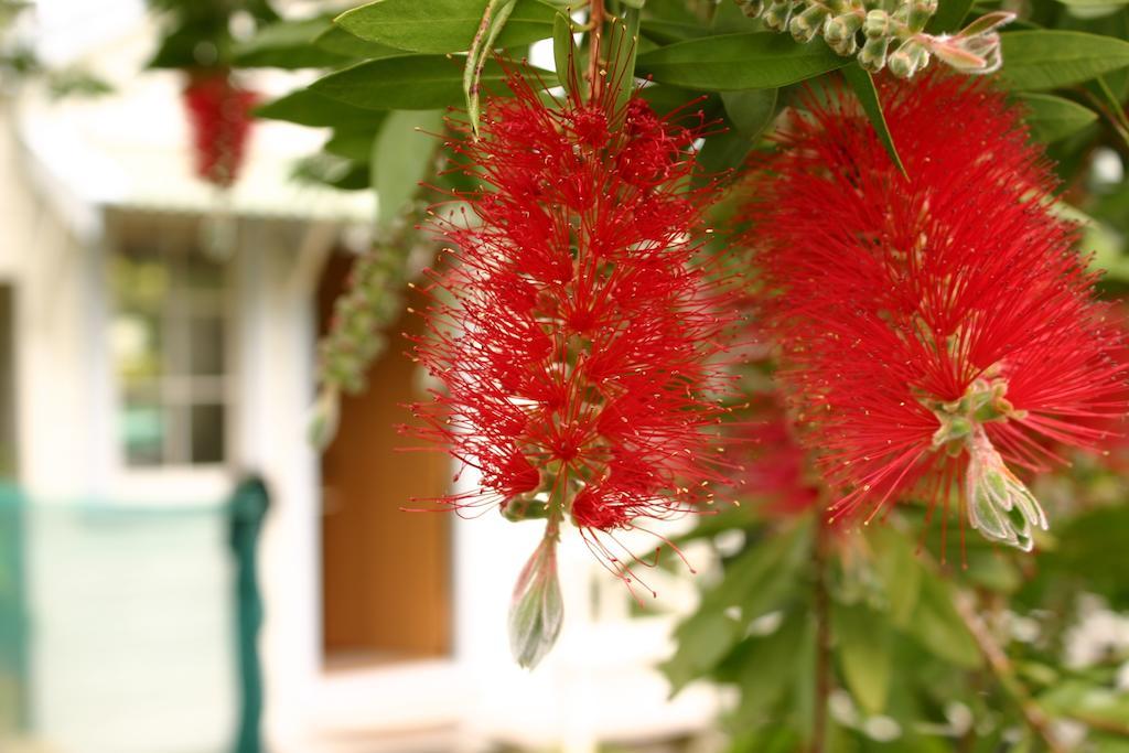 Bluff Hill Bed & Breakfast Napier Exteriér fotografie